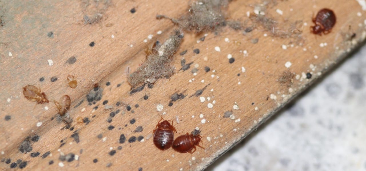 Gallatin Bed Bugs Heat Treatments